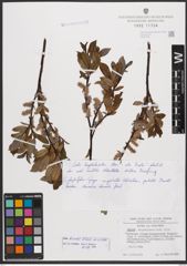 Salix bicolor Ehrh. ex Willd.